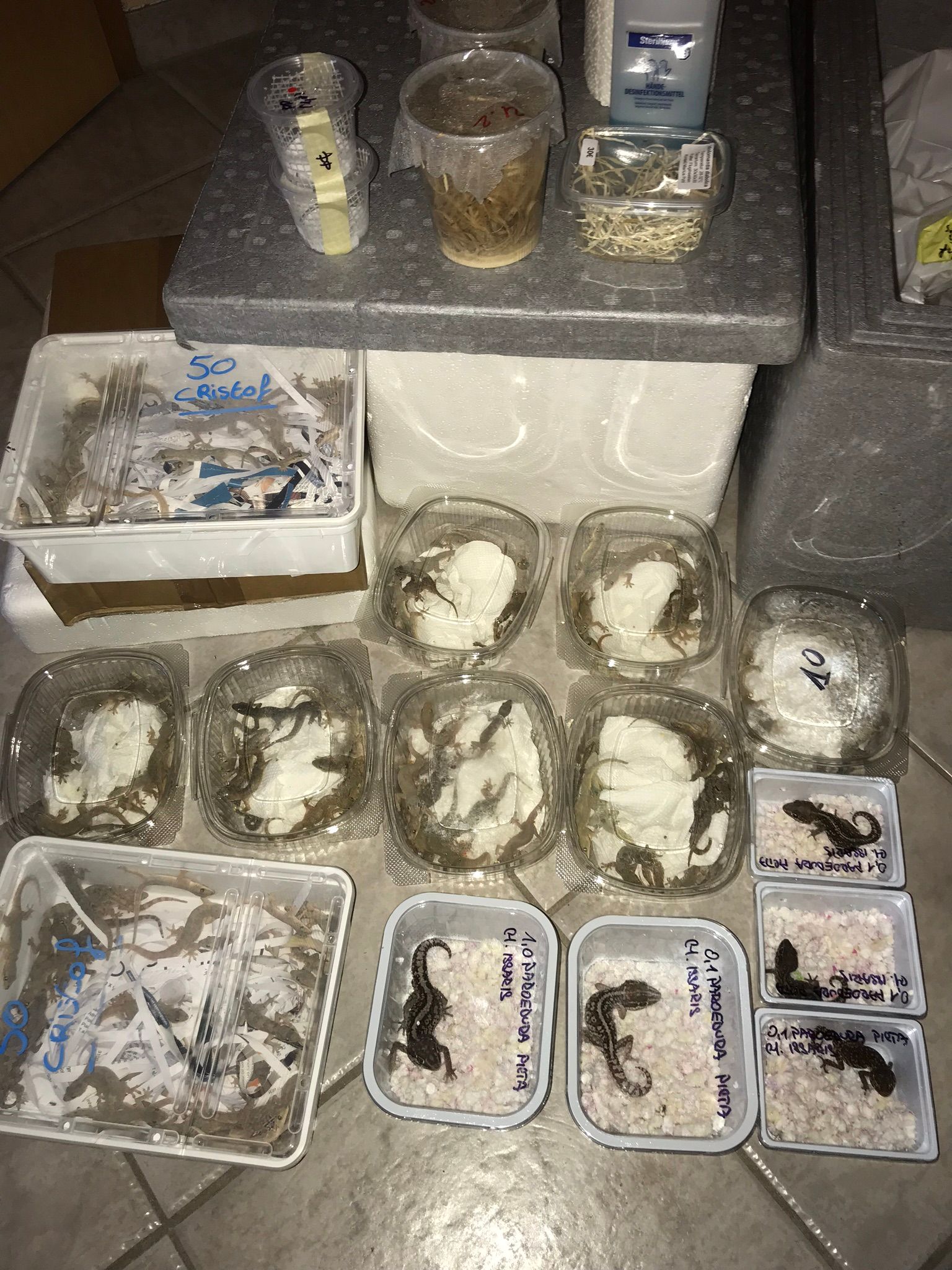 Regale mit kleinen Plastikbehältern und -bechern, die weiße und gesprenkelte Pilz- oder Schimmelproben enthalten.
