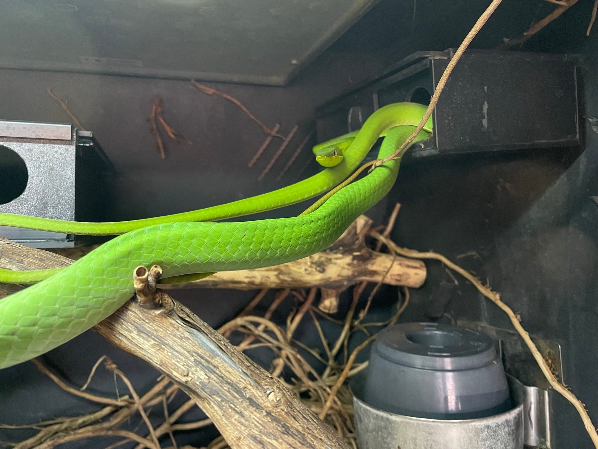 Eine leuchtend grüne Schlange lag zusammengerollt auf Ästen in einem Terrarium, daneben stand eine graue Wasserschale.