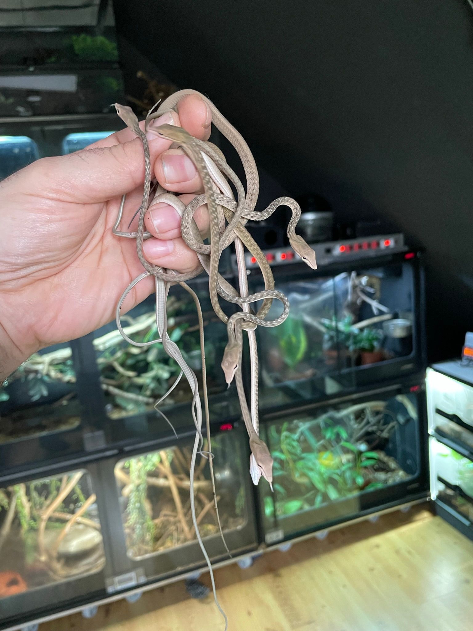 Eine Hand hält eine lange, verhedderte Schlange vor gestapelten Aquarien in einem Innenraum.