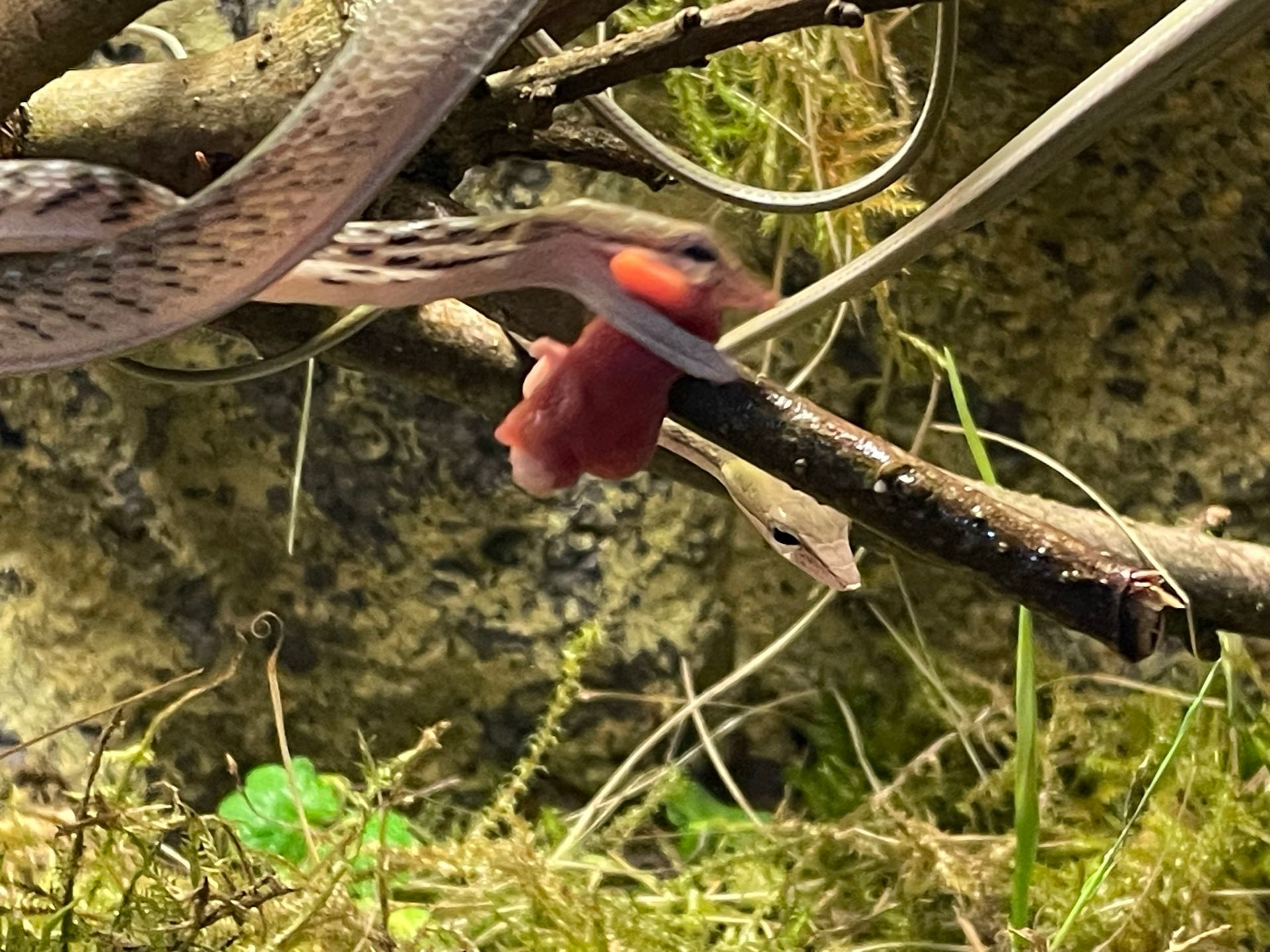 Ein rot-grauer Vogel sitzt auf einem Ast in einer moosbewachsenen Waldlandschaft.