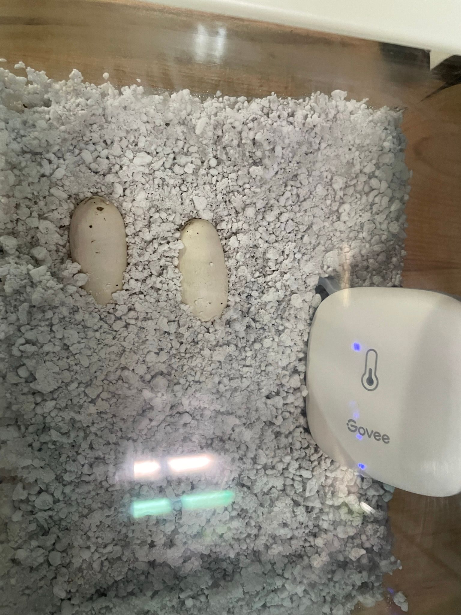 Zwei beige Eier, eingebettet in weißes Einstreu, neben einem weißen Digitalthermometer auf einer Holzoberfläche.