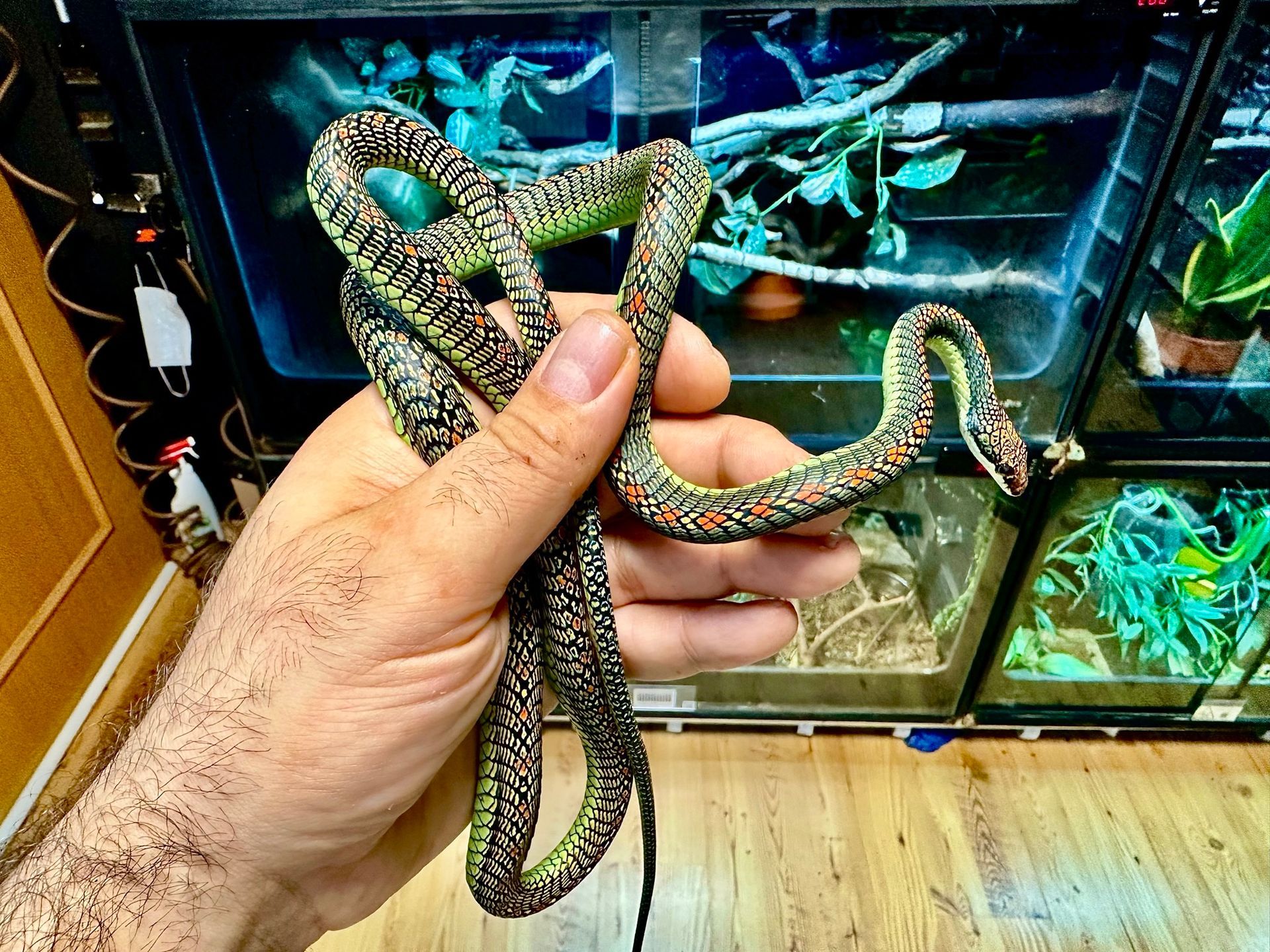 Eine Hand hält eine bunte, gemusterte Schlange vor einem beleuchteten Glas-Terrarium.