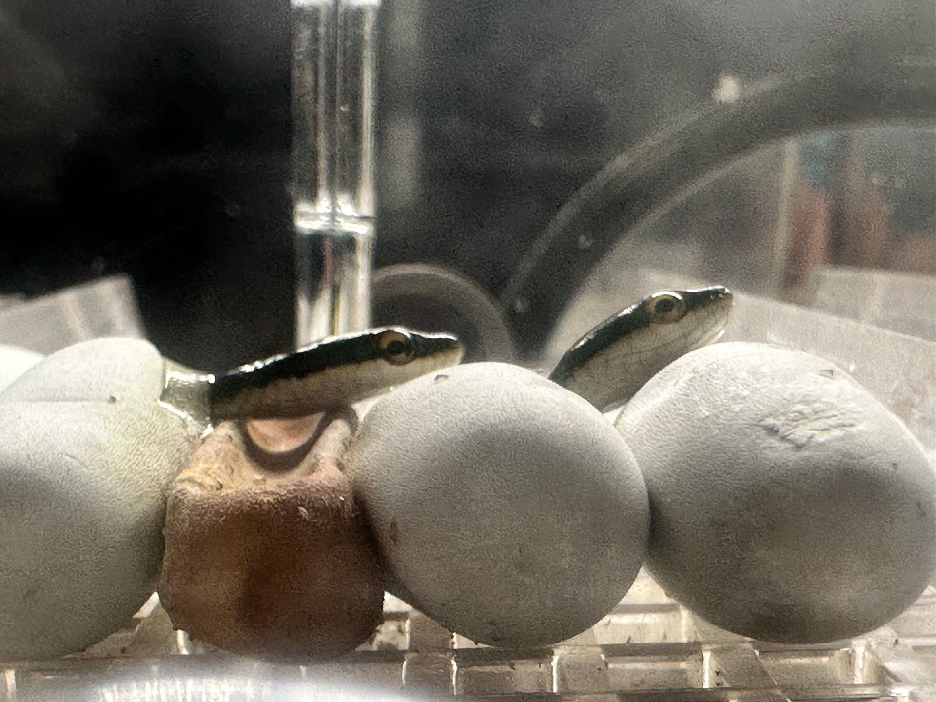 Zwei kleine Fische ruhen auf weißen Kugeln in einem Aquarium.