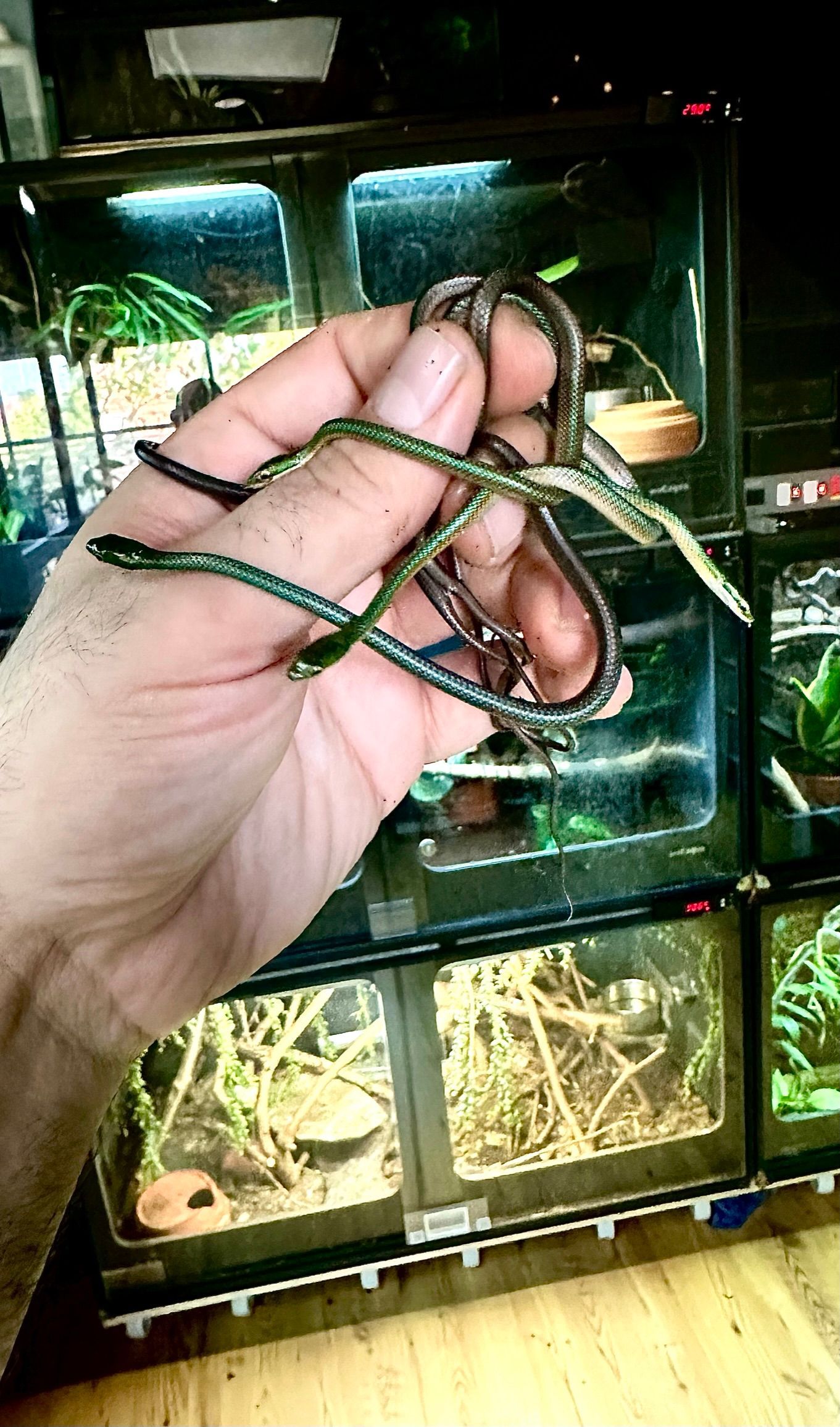 Eine Hand hält eine kleine grün-schwarze Schlange vor einem Glas-Terrarium mit Pflanzen und Lichtern.