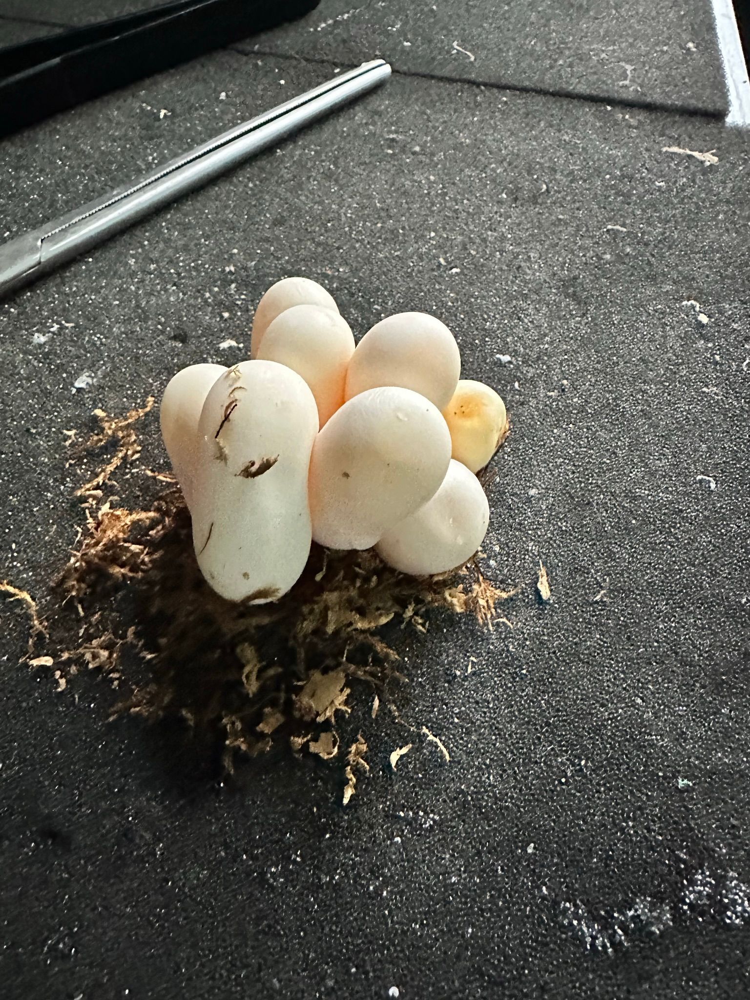 Eine Gruppe weißer Pilze wächst aus dunklem Boden auf einer Betonfläche, daneben ein kleiner gelber Pilz.