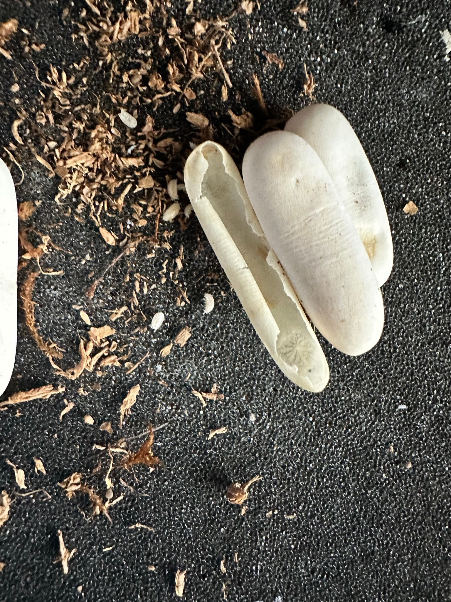 Weiße Pilzköpfe wachsen in dunkler Erde, die mit Holzspänen und Erde verstreut ist.