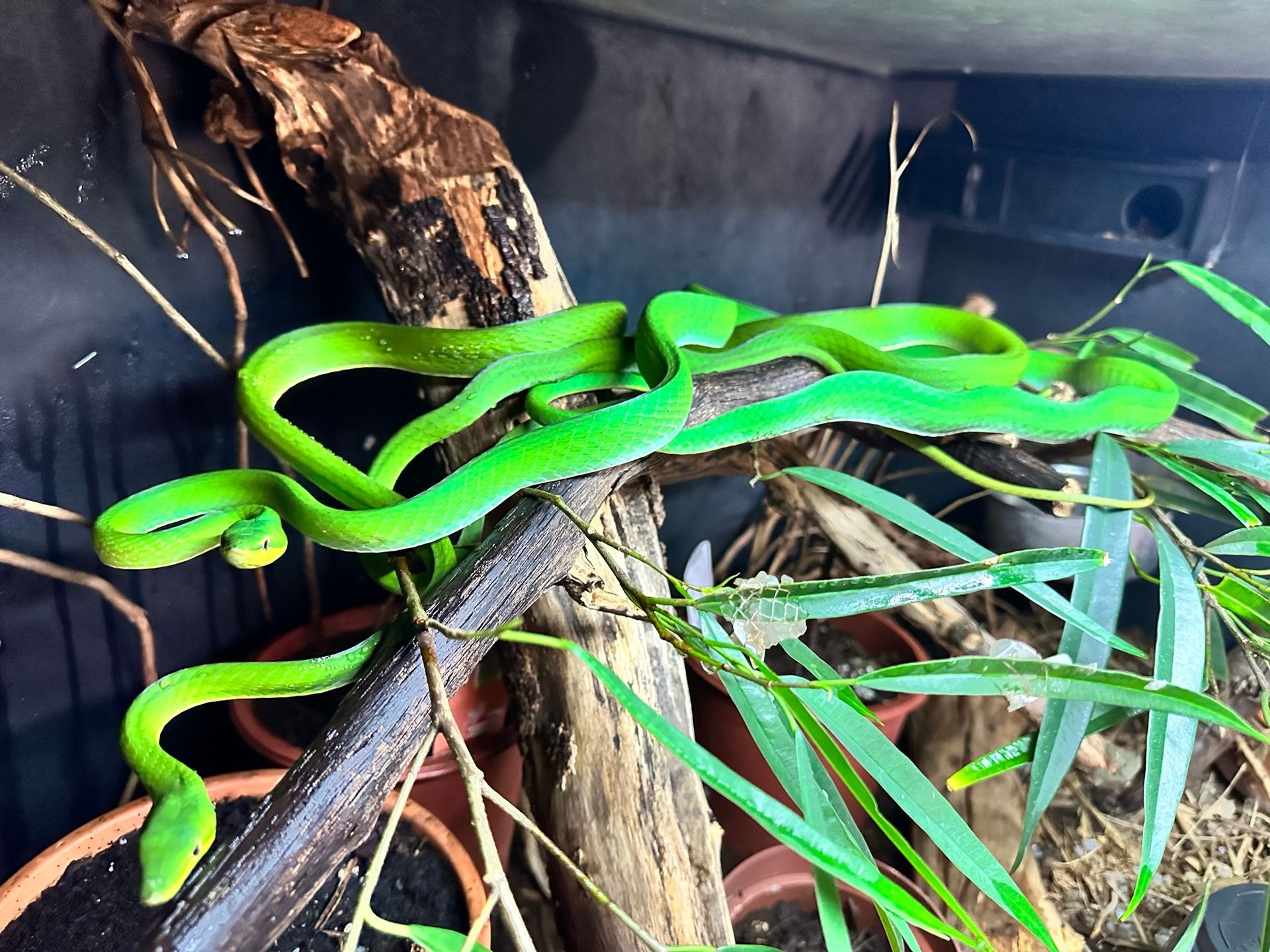 Eine leuchtend grüne Schlange lag zusammengerollt auf trockenen Ästen in einem dunklen Terrarium.