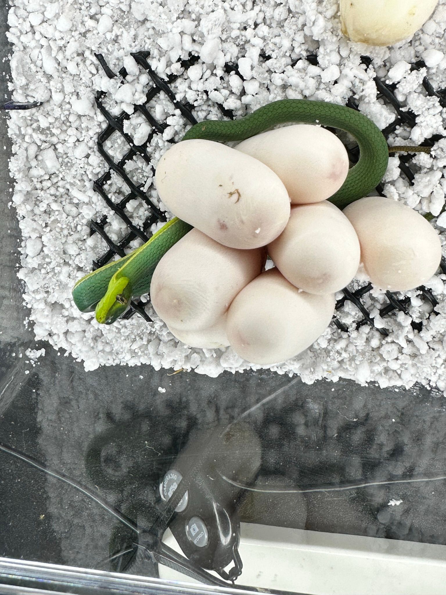 Weiße Champignons und eine Frühlingszwiebel auf Crushed Ice neben einer Auslage mit dunklen Fischen.