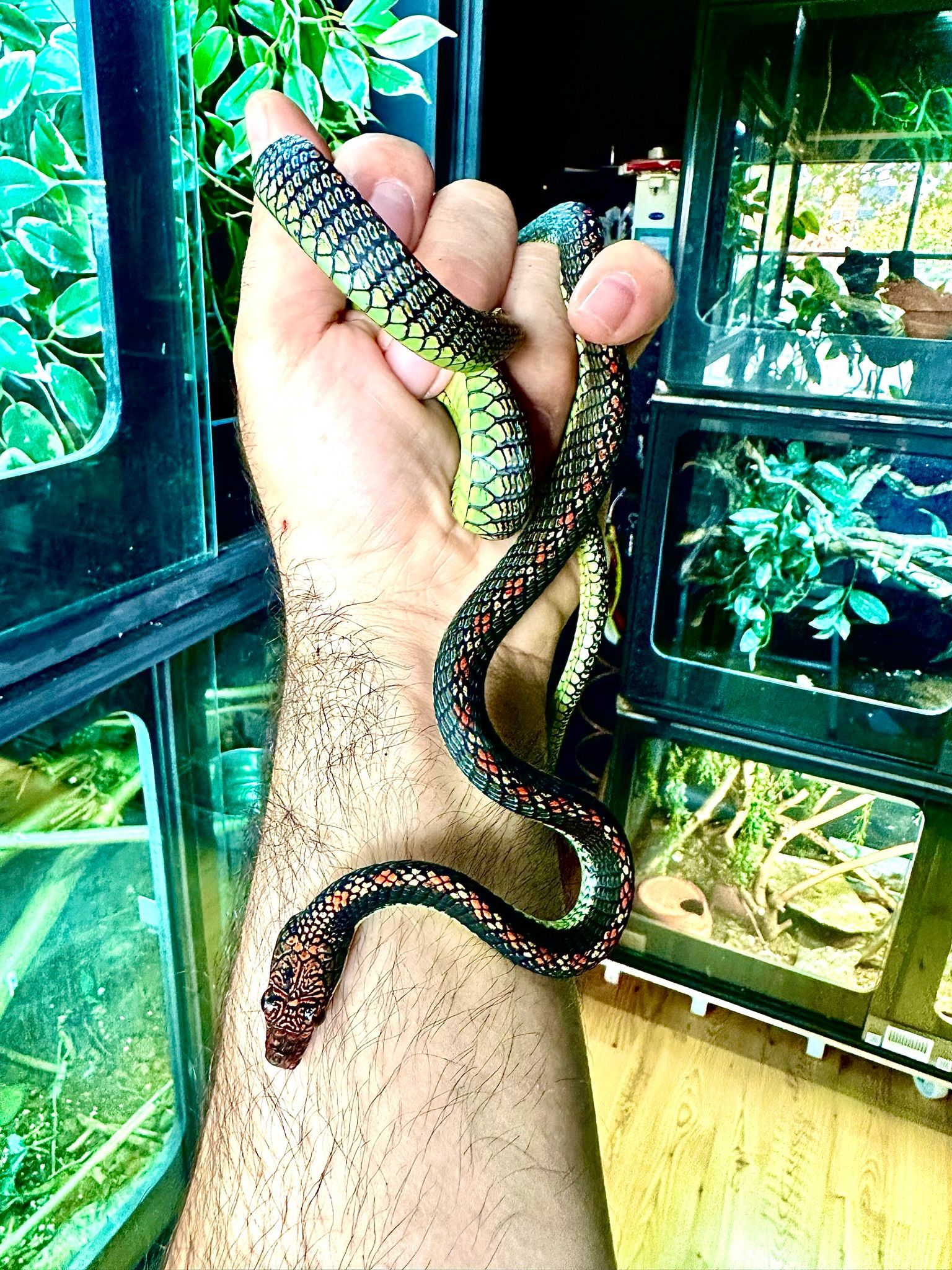Hand hält eine gefleckte Schlange in einem Glas-Terrarium im Innenbereich