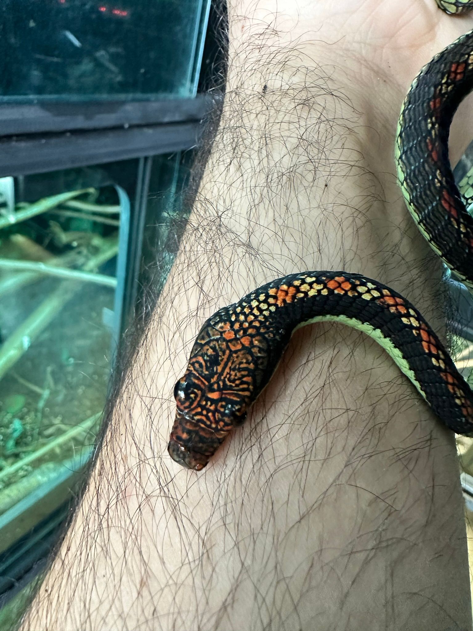 Eine orange-schwarze Schlange schlängelt sich über den behaarten Arm einer Person neben einem Aquarium.