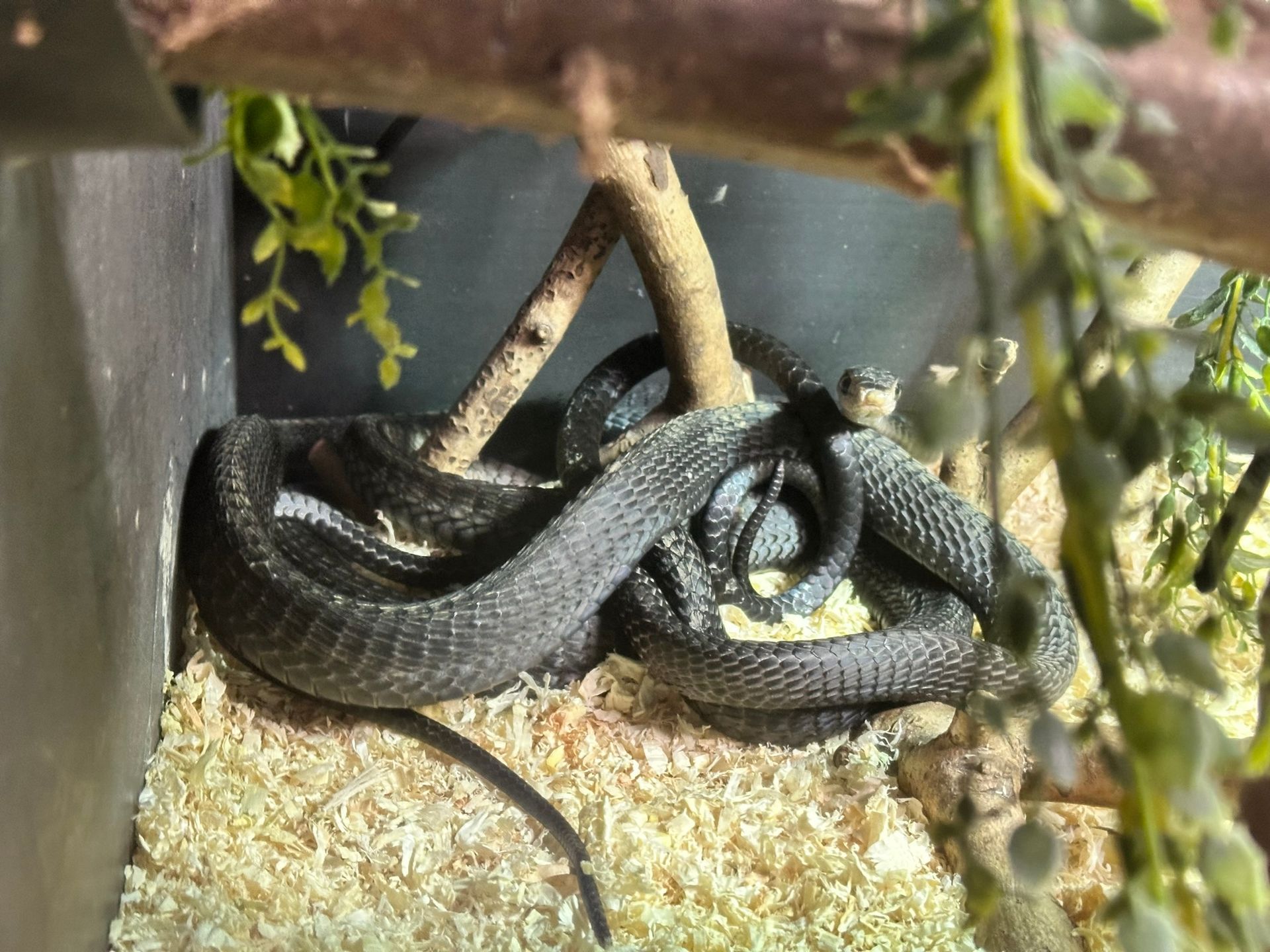Schwarze Schlange zusammengerollt auf hellbraunem Substrat zwischen Ästen in einem Terrarium