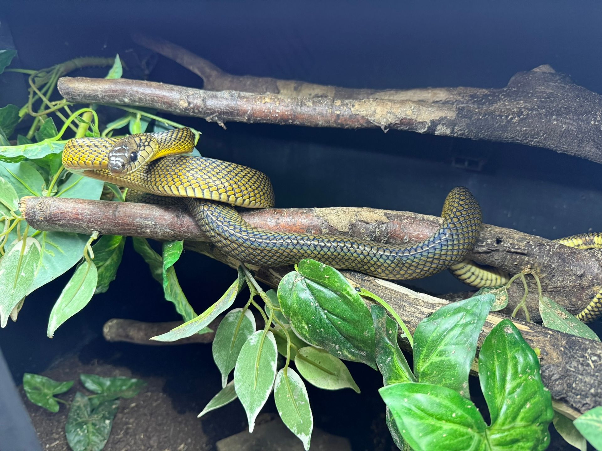 Eine gelbgrüne Schlange hatte sich in einem Terrarium zwischen grünen Blättern auf Ästen zusammengerollt.