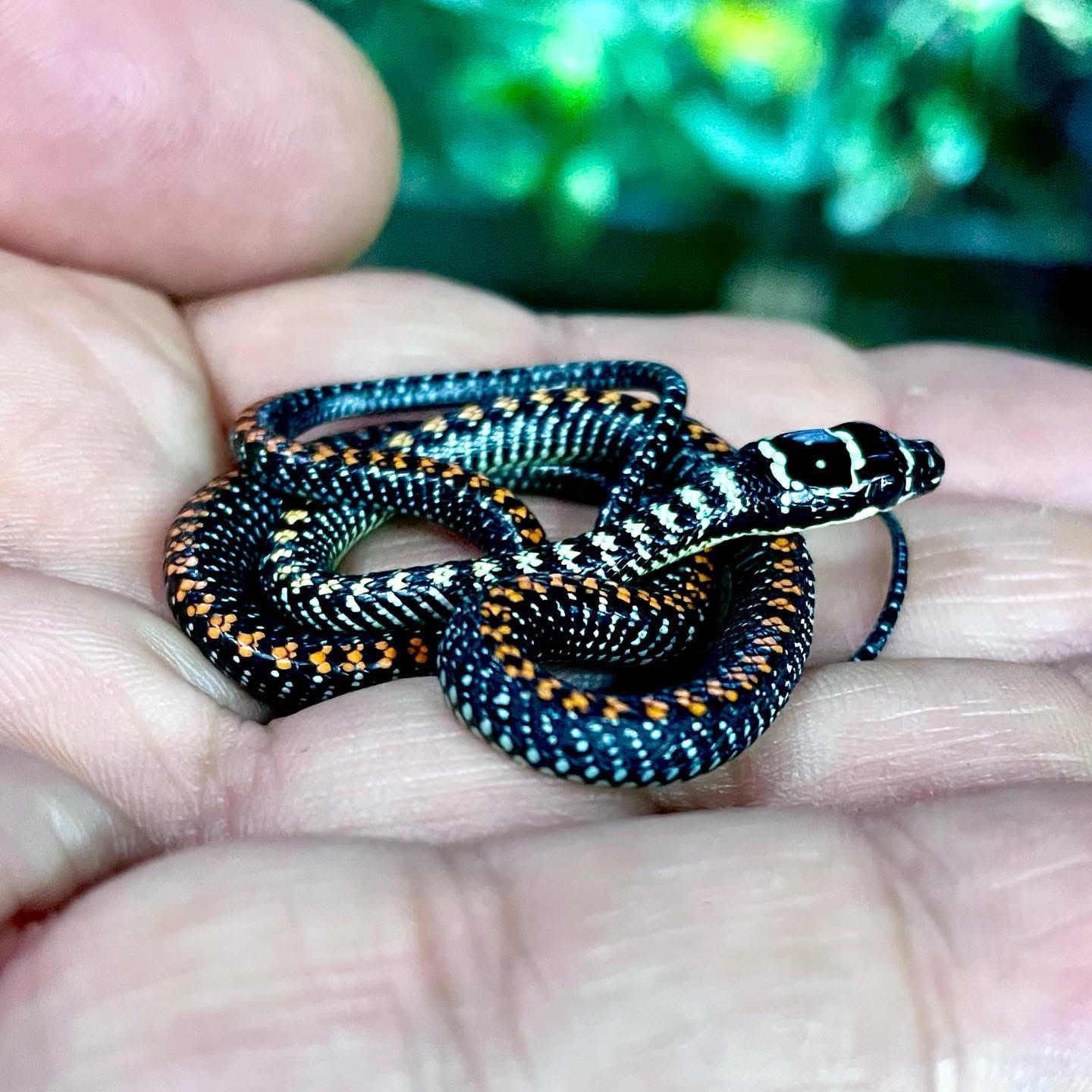 Eine winzige schwarze, orange und blaue Schlange, zusammengerollt in der Hand einer Person.