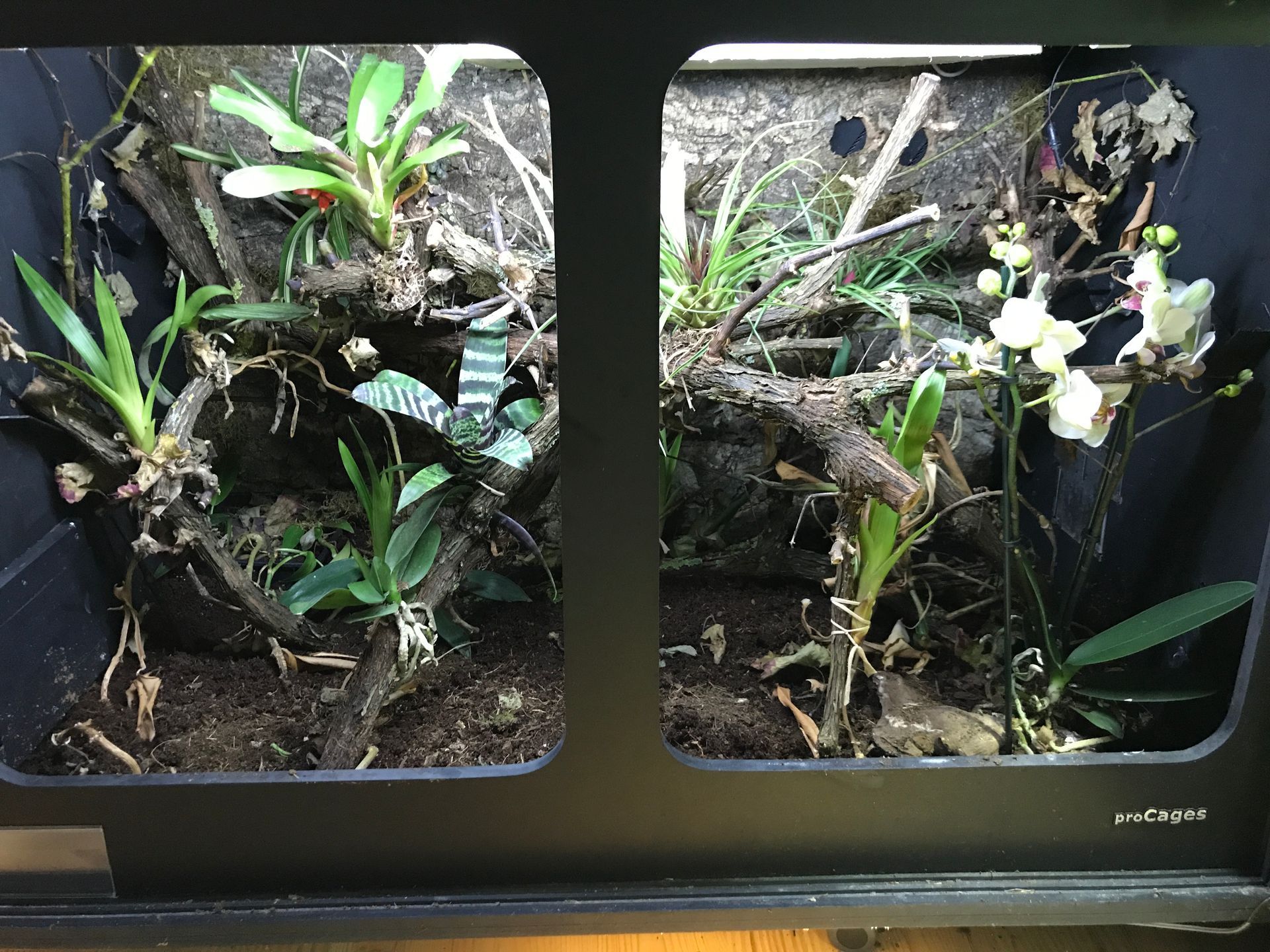 Zwei bepflanzte Terrarien in einer schwarzen Vitrine, mit grünem Laub und weißen Blüten.