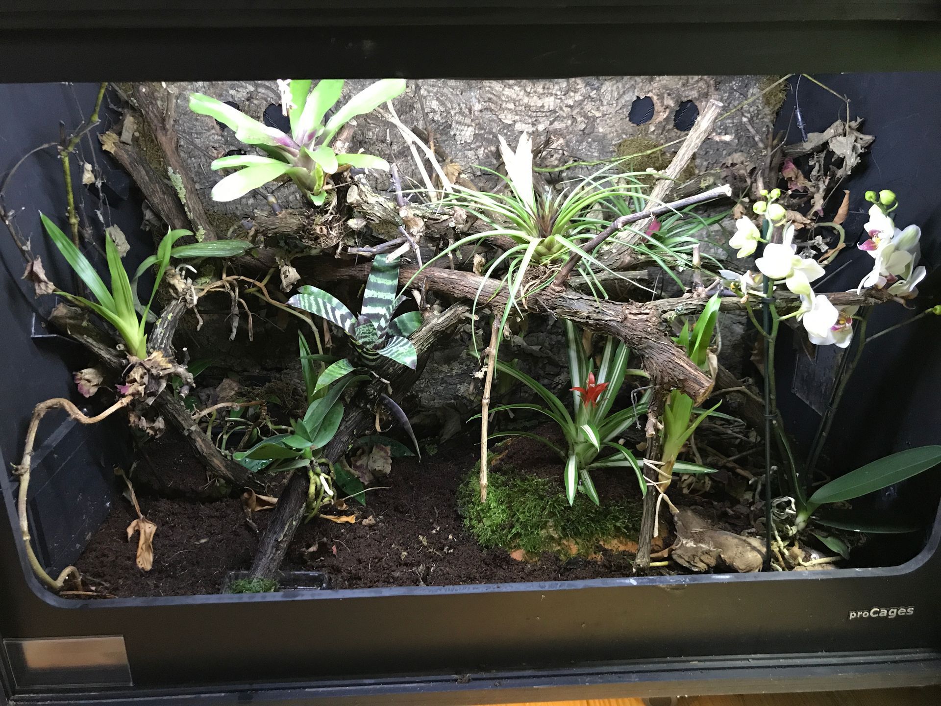 Kleines Indoor-Terrarium mit vielen Grünpflanzen, Ranken, Moos und einigen Blumen hinter Glas.