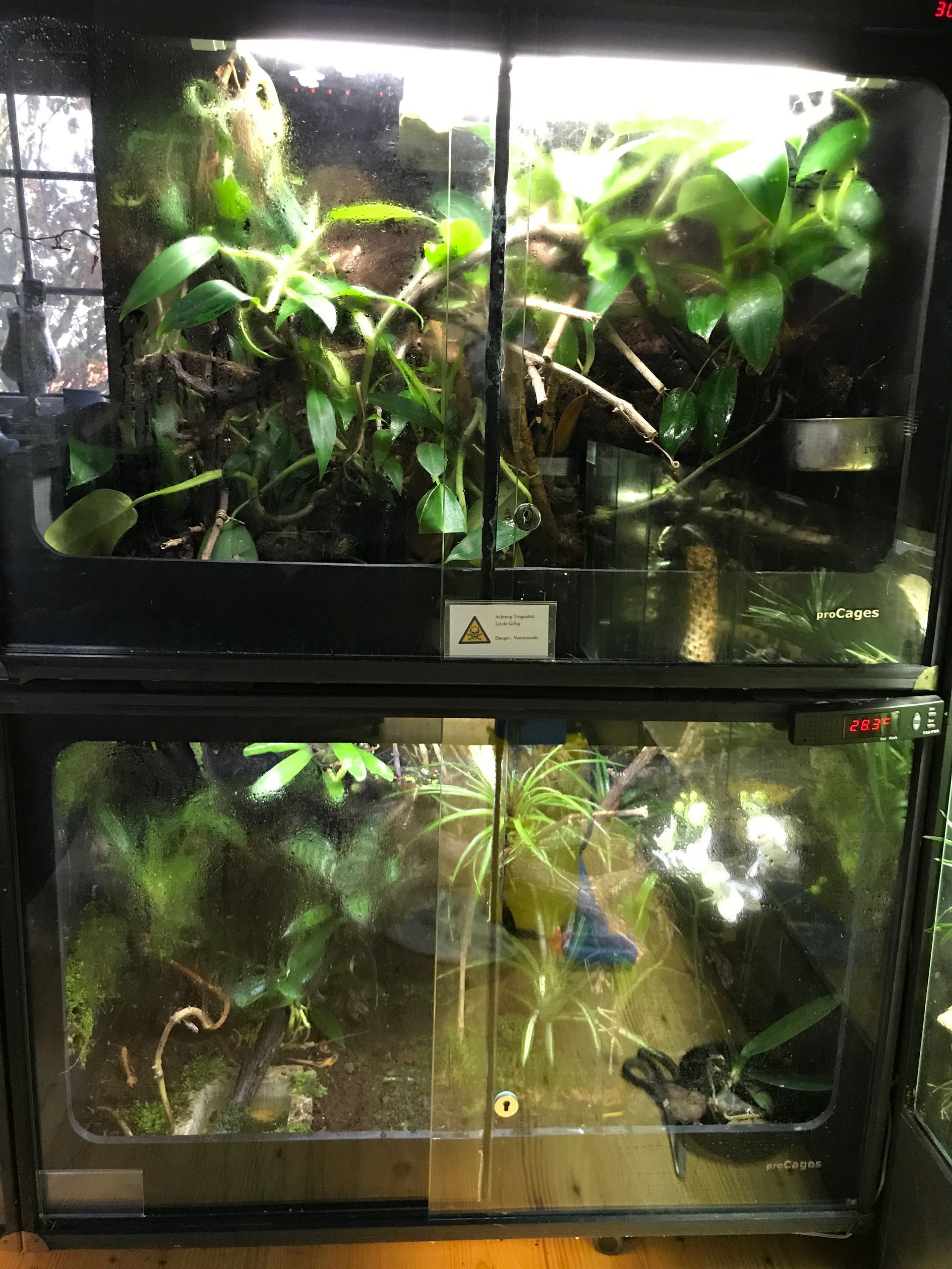 Zwei übereinander gestapelte Glas-Terrarien mit dichtem Grün aus Pflanzen und Ranken, beleuchtet von hellen Deckenleuchten.