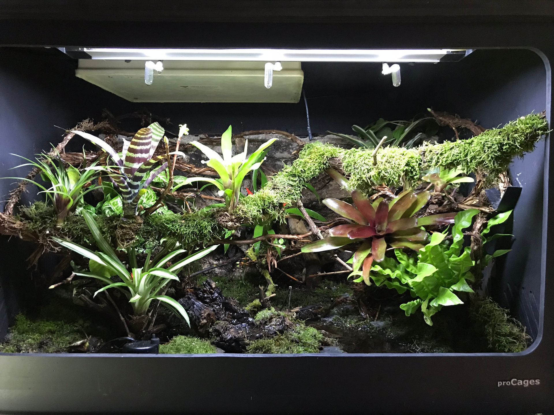 Üppig bepflanztes Aquarium mit grünen und roten Wasserpflanzen unter heller Aquarienbeleuchtung