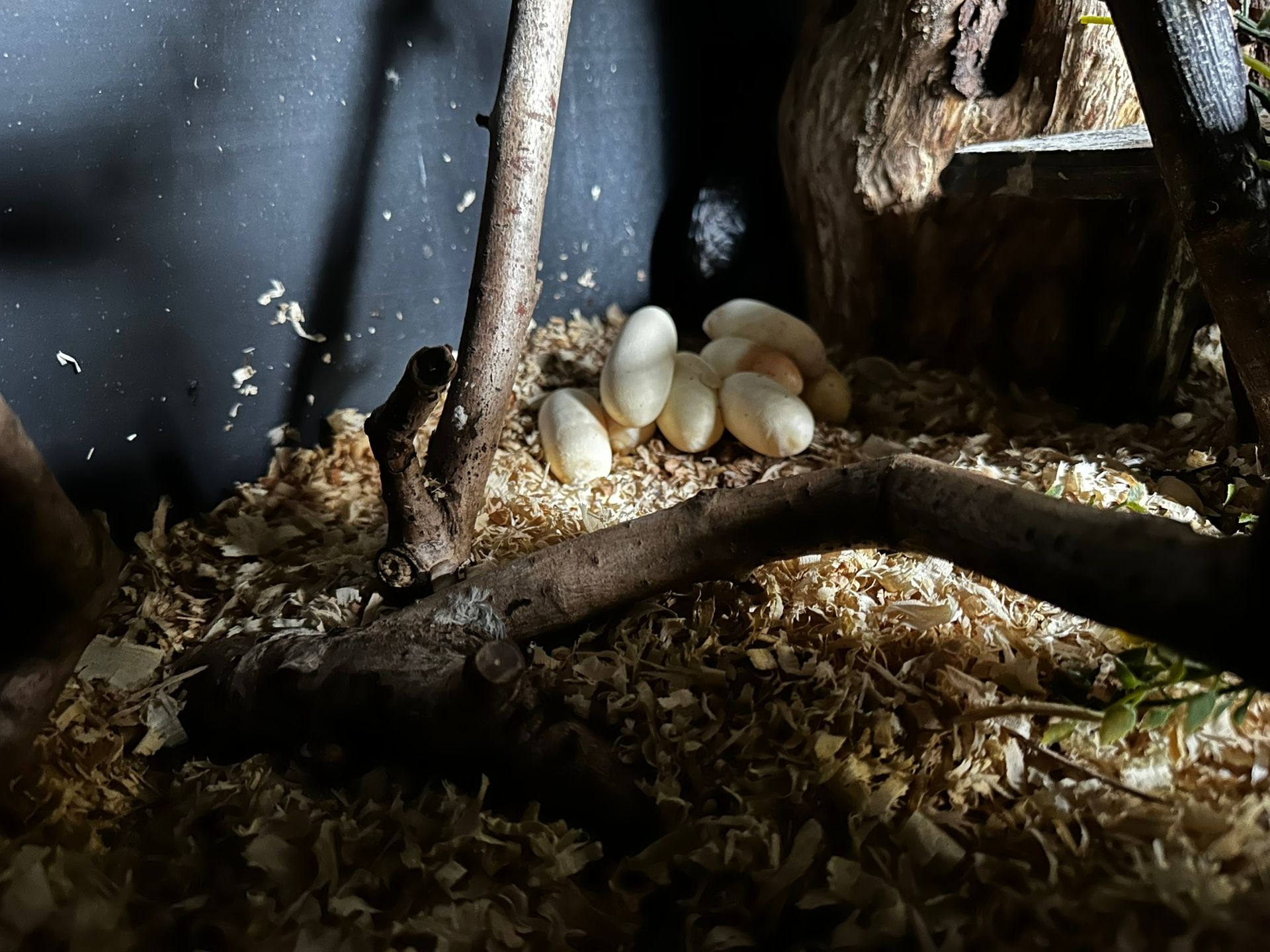 Eine Ansammlung weißer Pilze wächst auf einem verrottenden Baumstamm im dunklen Waldboden.