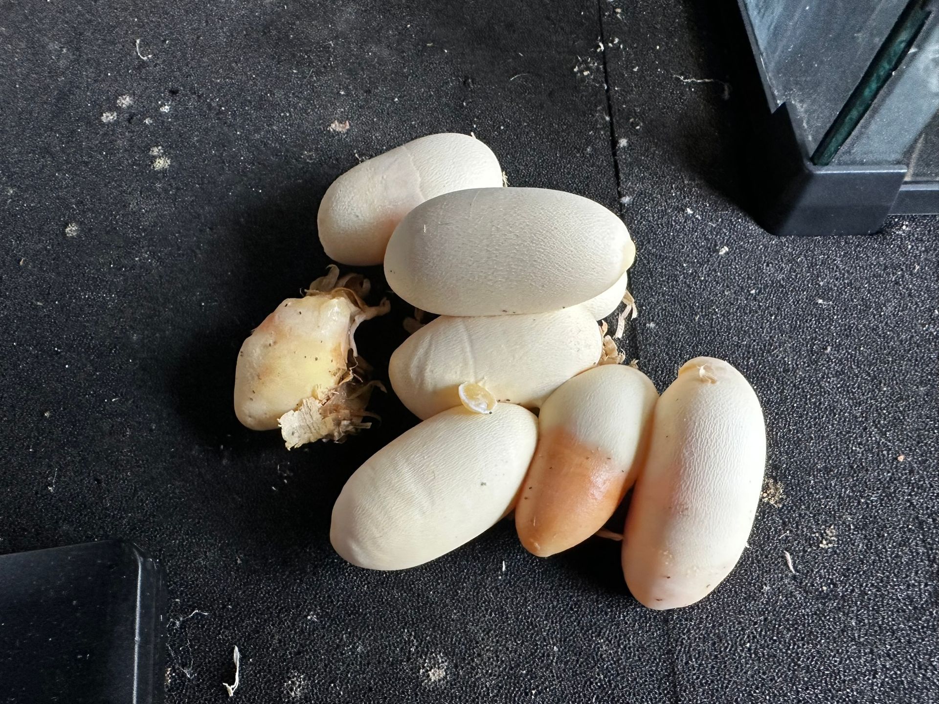 Kleine weiße und orangefarbene Muscheln lagen angehäuft auf einer dunkel gesprenkelten Fläche nahe dem Rand eines Behälters.