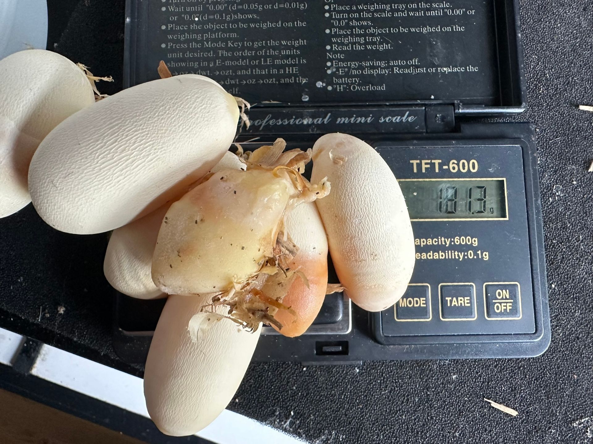 Pilze auf einer Digitalwaage, deren Gewicht auf dem Display angezeigt wird.