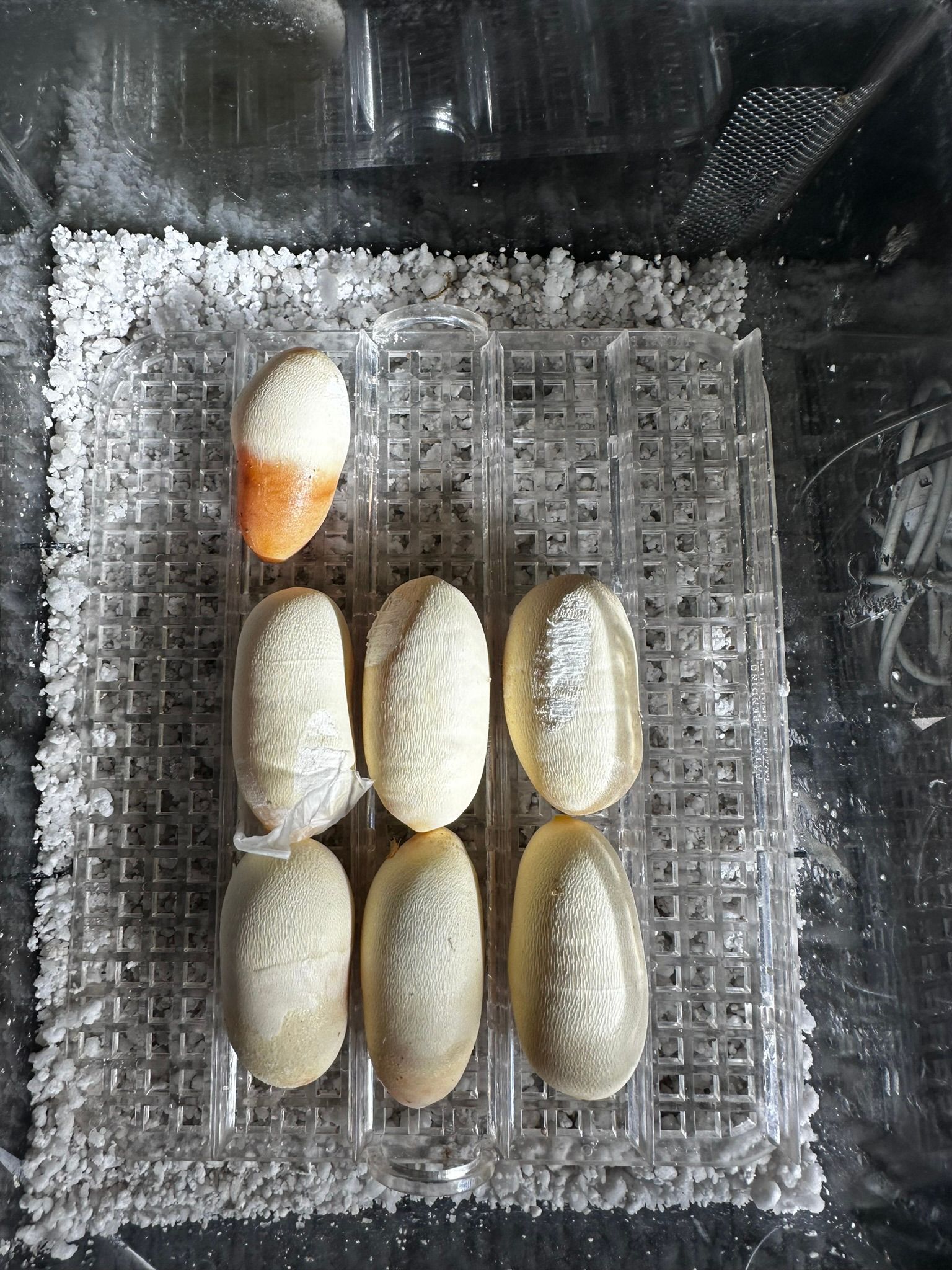 Eier in einem Brutkasten angeordnet, oben links ein teilweise geschlüpftes Kükenei.