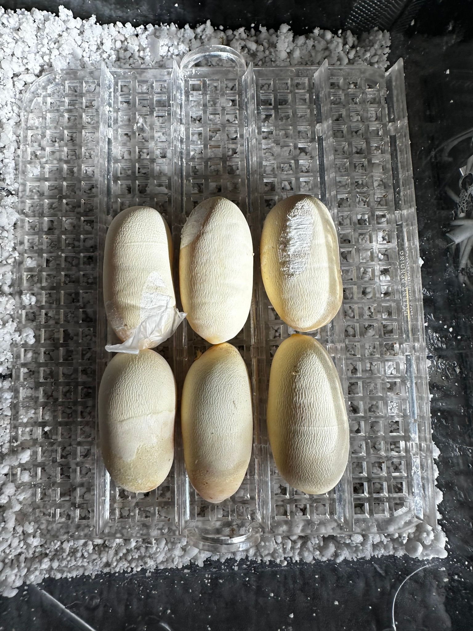 Sechs kleine, weiß überzogene Brötchen, die in einem Gittermuster auf einem strukturierten Tablett oder Kühlgitter angeordnet sind.