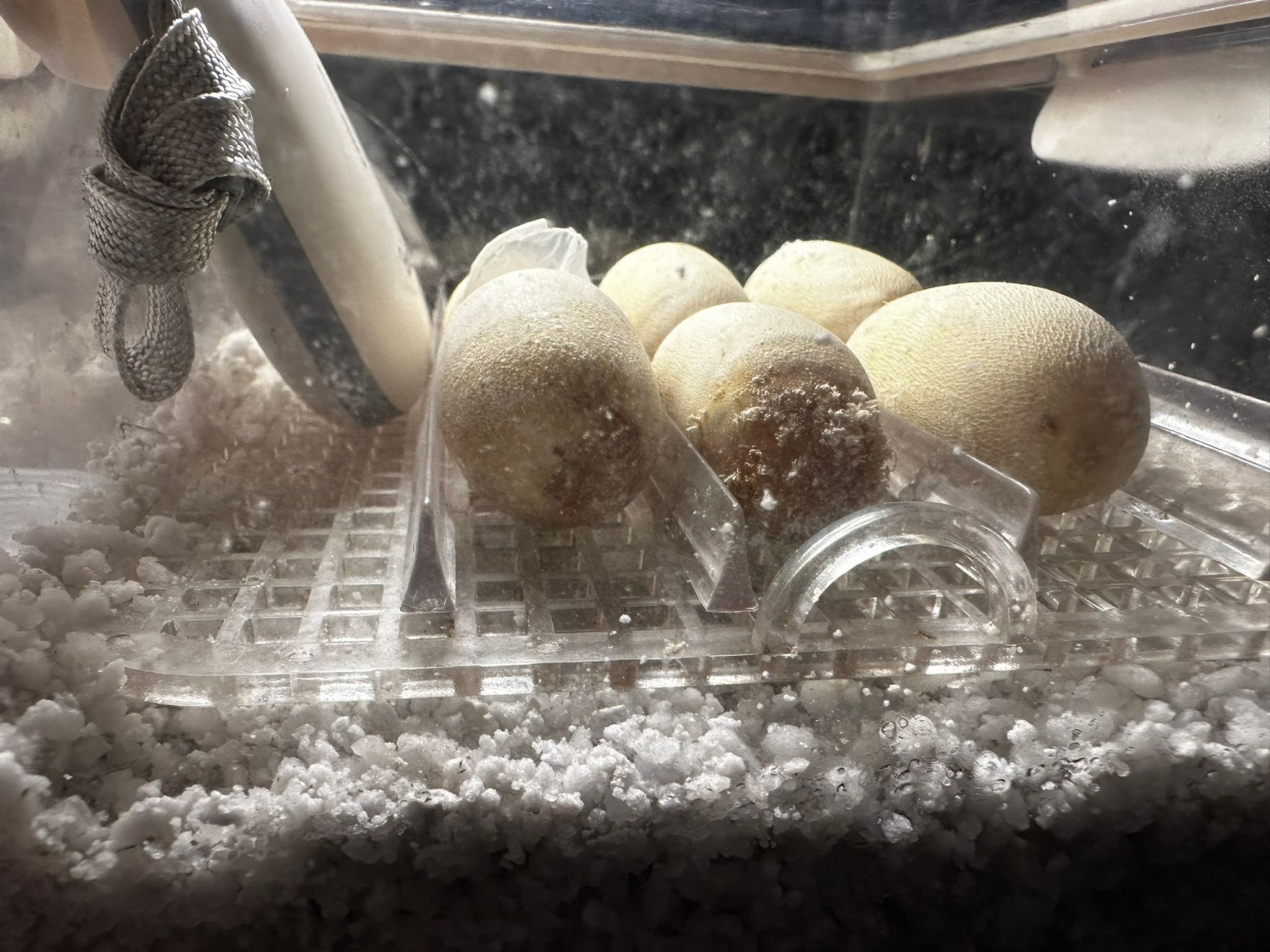Ein Hamster lag zusammengerollt neben weißen Eiern in einem durchsichtigen Gehege mit Einstreu und einer Wasserflasche.