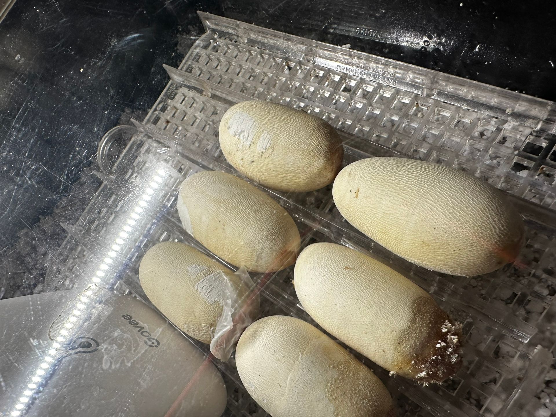 Fünf helle Brote gehen auf einem Drahtgitter in einem Backblech auf.