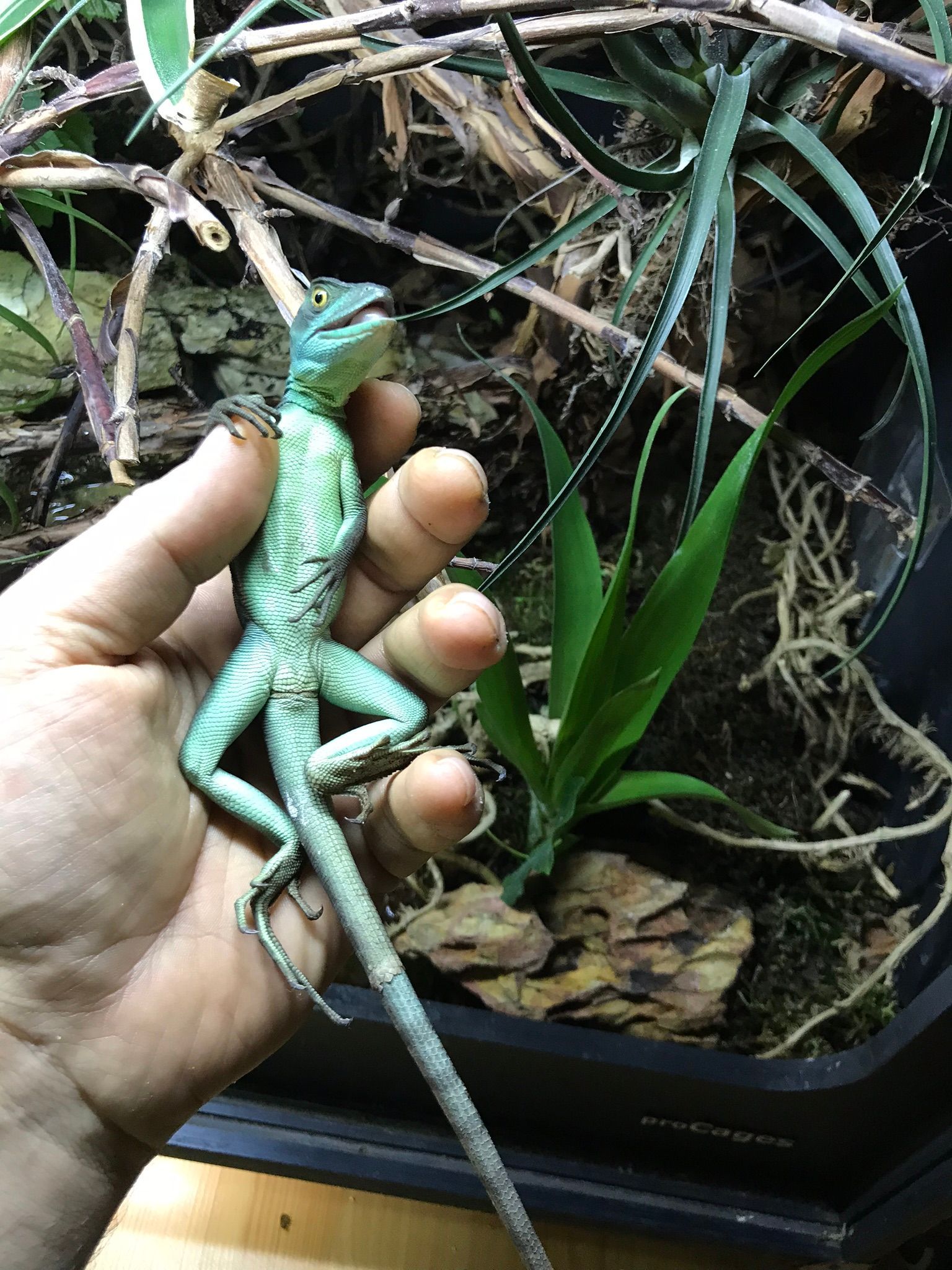 Eine Hand hält ein grünes, eidechsenartiges Reptil in einem Terrarium mit Blättern und Zweigen.