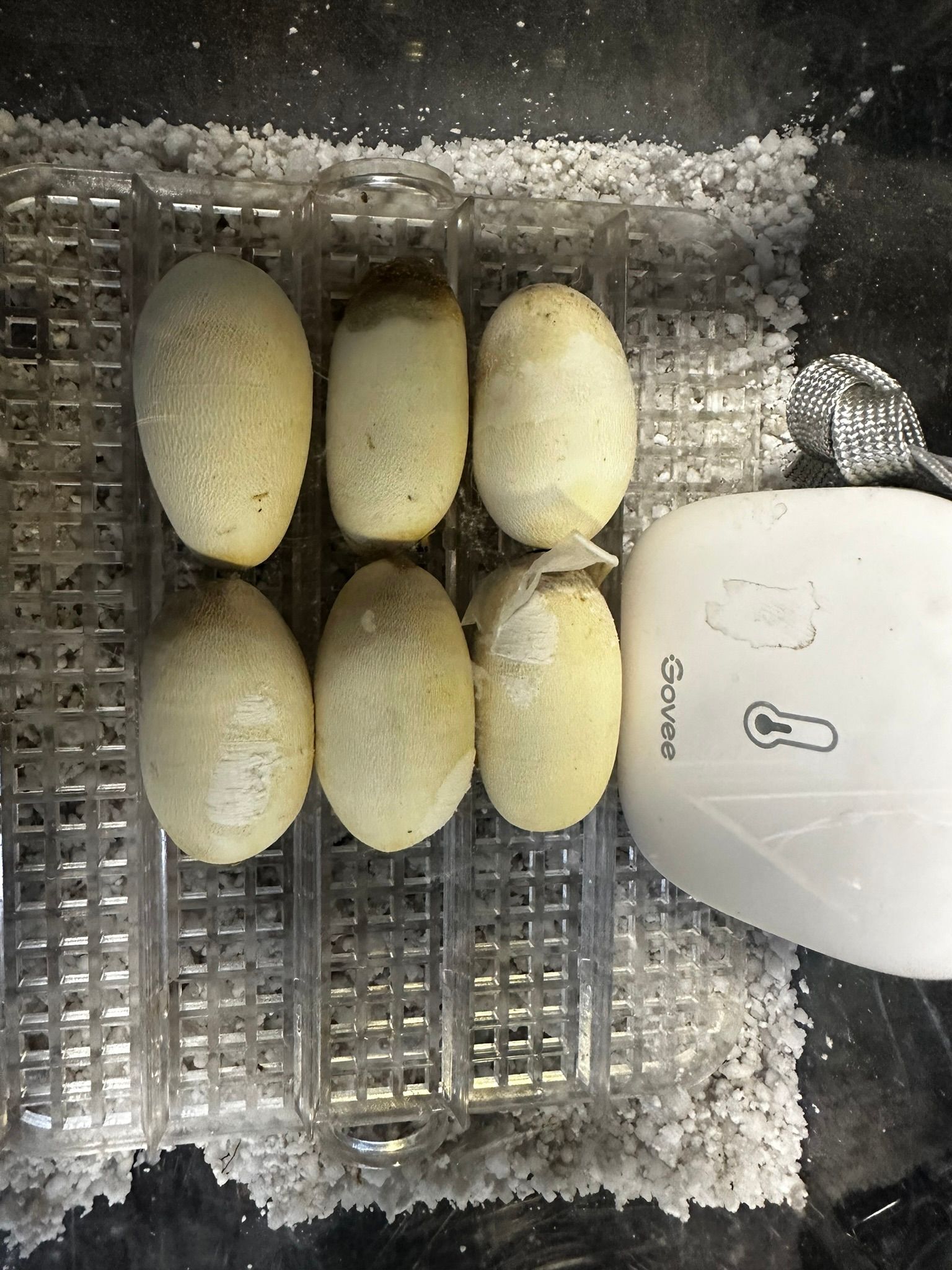 Sechs Eier in einem Brutkasten auf einem Drahttablett, daneben ein kleines weißes Gerät.