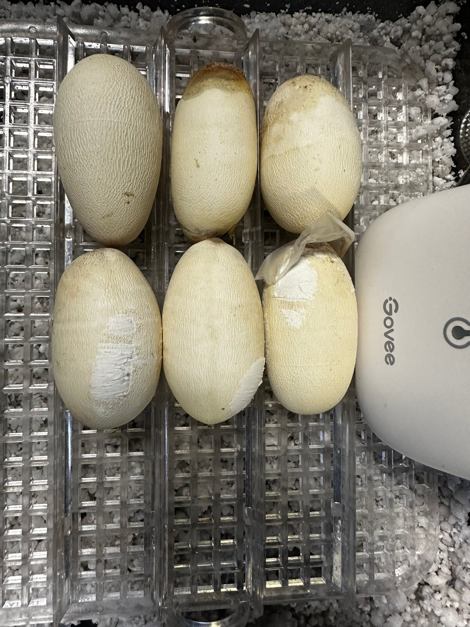 Fünf weiße, ovale Eier in Schaumstoffverpackung neben einem weißen Gerät mit der Aufschrift „Coco“.