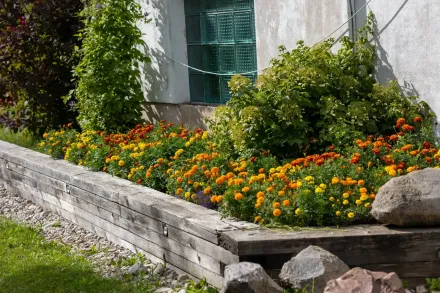 Flower bed with orange and yellow blooms along a stone wall beside a white building