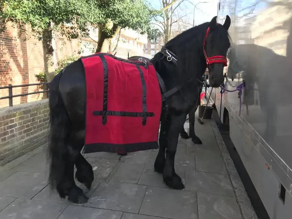 A black horse with a red blanket on its back is standing on a sidewalk.