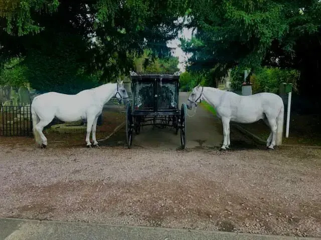 Two white horses are standing next to a black carriage.