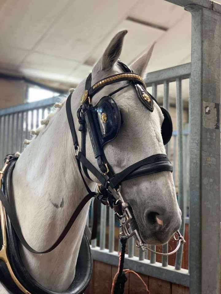 A white horse wearing a black bridle is standing in a stable