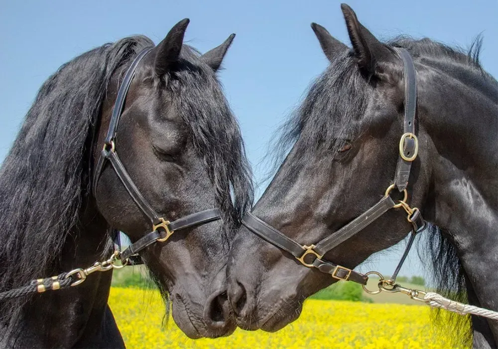 Two black horses standing next to each other in a field of yellow flowers