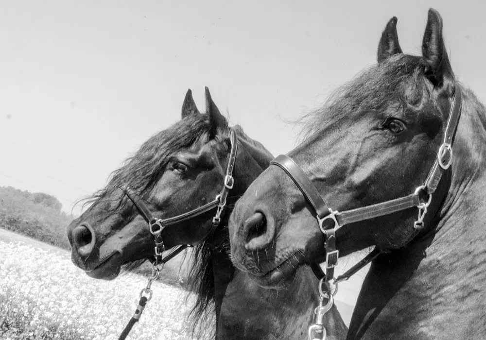 A black and white photo of two horses wearing bridles