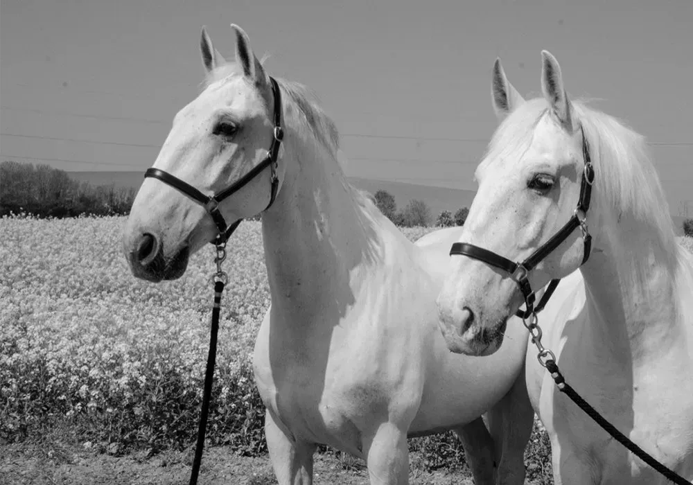 Two white horses standing next to each other in a field