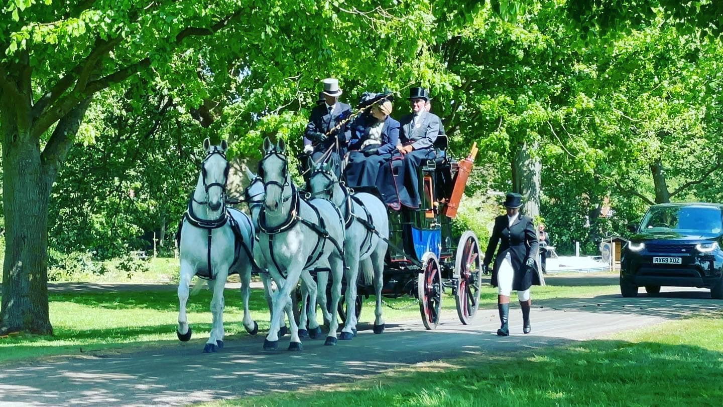 A horse drawn carriage is pulled by three white horses