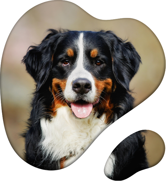 Bernese mountain dog with black, white, and brown markings, smiling, with neutral background.