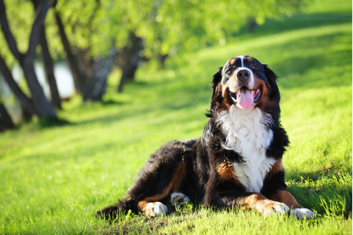 Bernese Mountain Dog lying on green grass, smiling, in a sunny park.