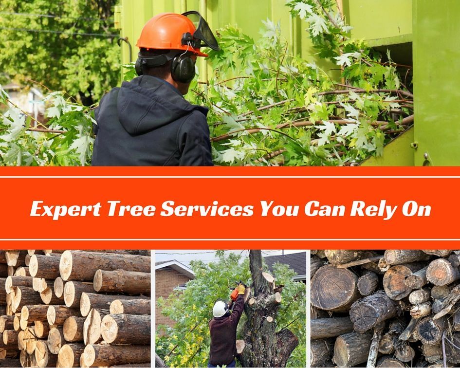 Tree service worker in orange helmet trimming branches; banner reads “Expert Tree Services You Can Rel On.”