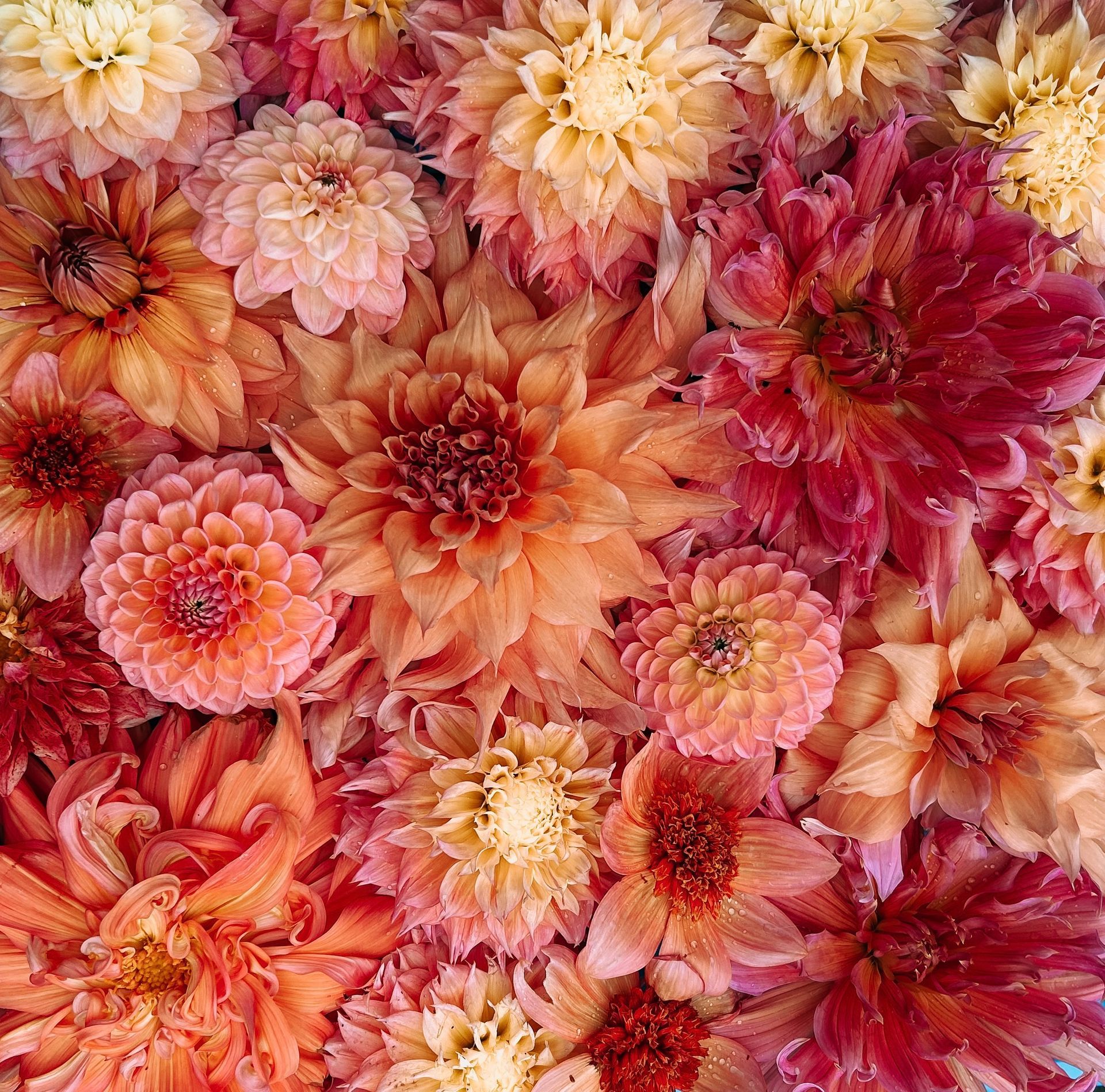 Workshops Bloemschikken & Pluktuinieren |Studio FemFleur | Hengelo Gelderland | Achterhoek | Bloemstukken op maat 