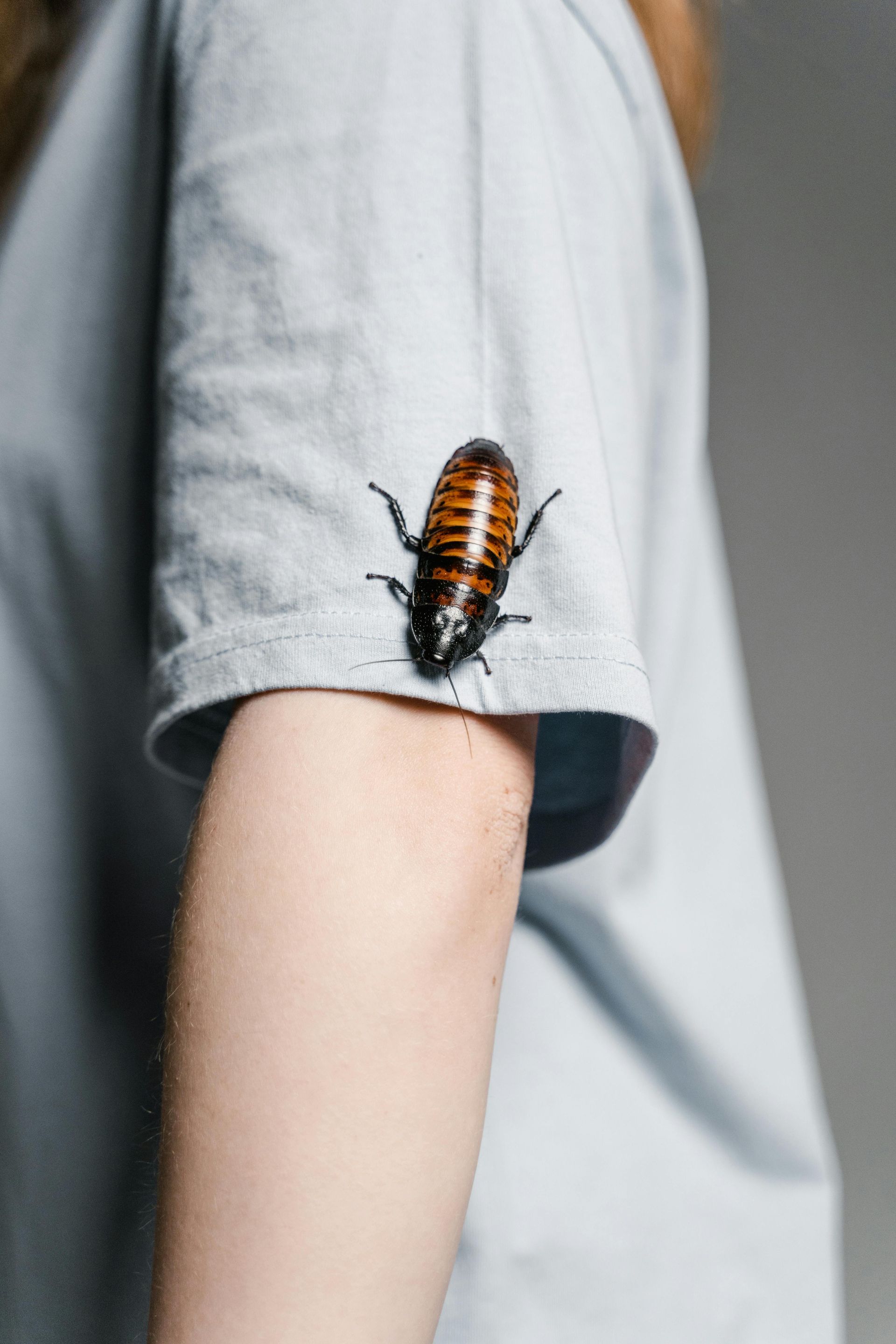 A cockroach is sitting on a person 's arm.
