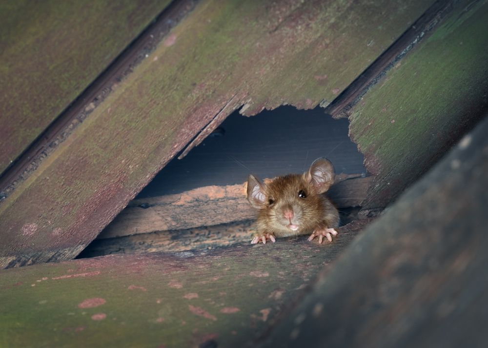 A mouse is looking out of a hole in a wooden structure.
