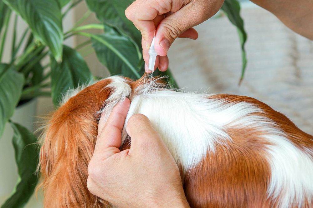 A person is applying a flea treatment to a brown and white dog.