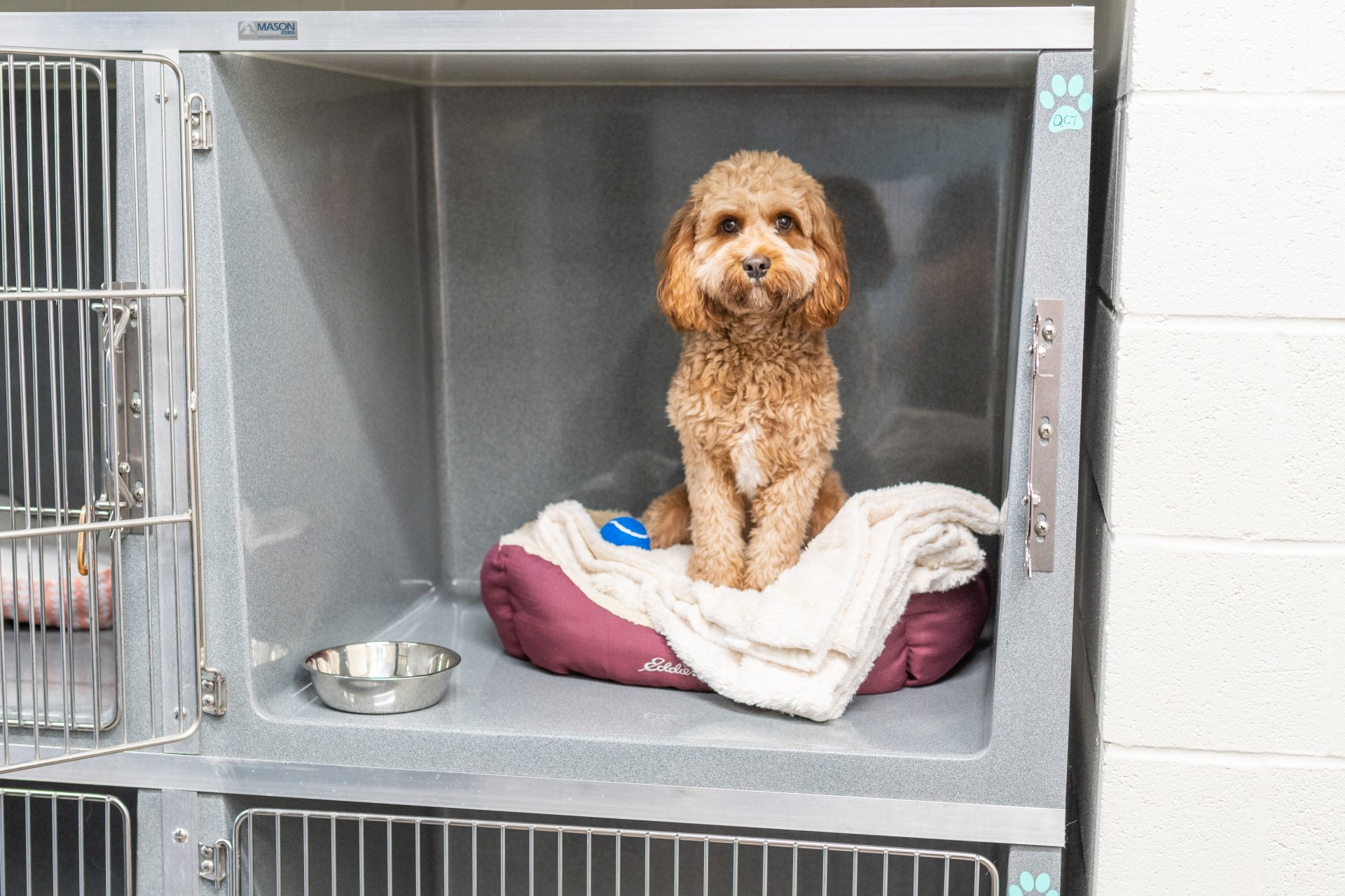 Dog Kennels Wilmington, NC The Diggs at Paws & Claws