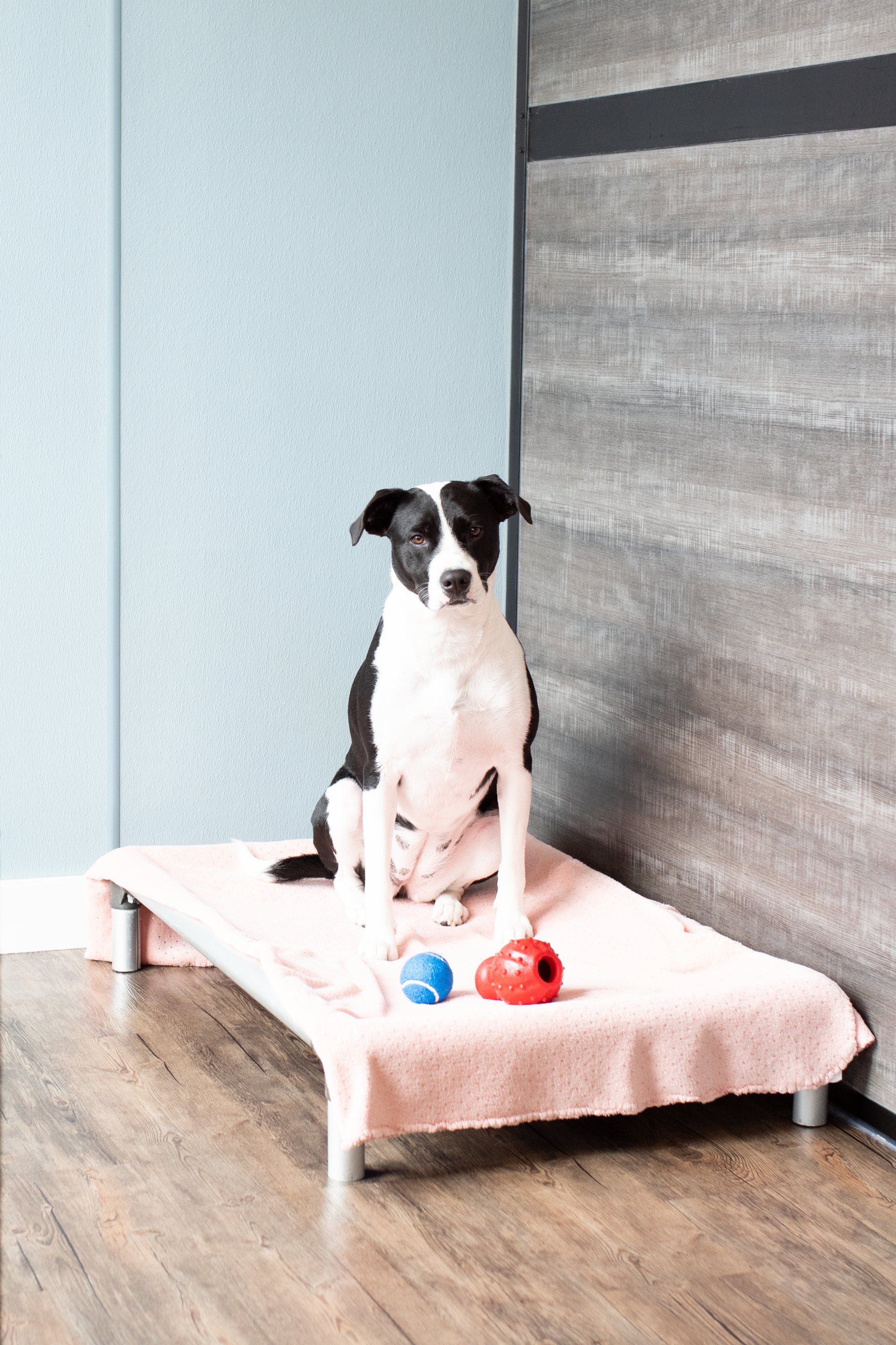 black and white dog in luxury suite