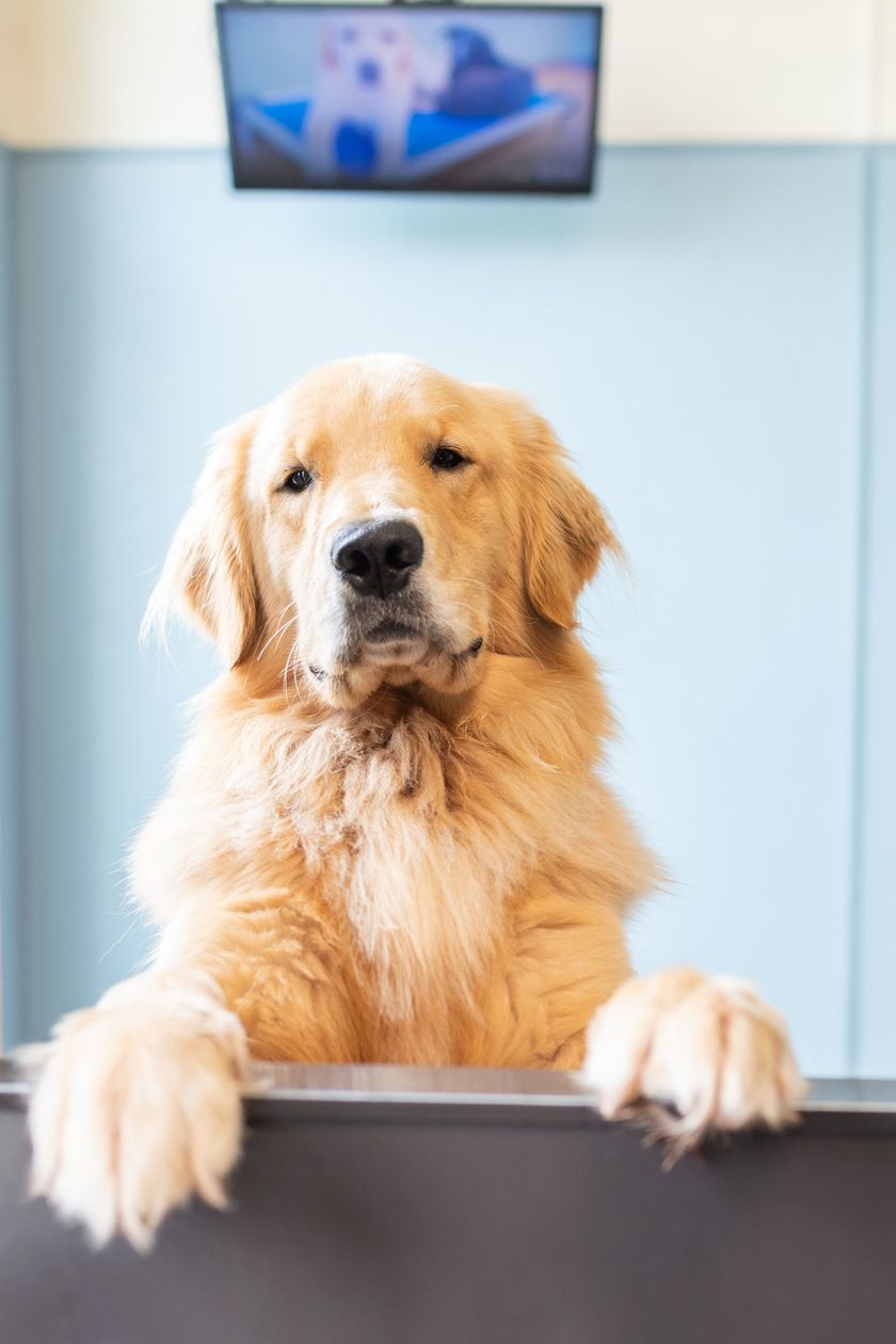 dog at doggy daycare - Wilmington, NC