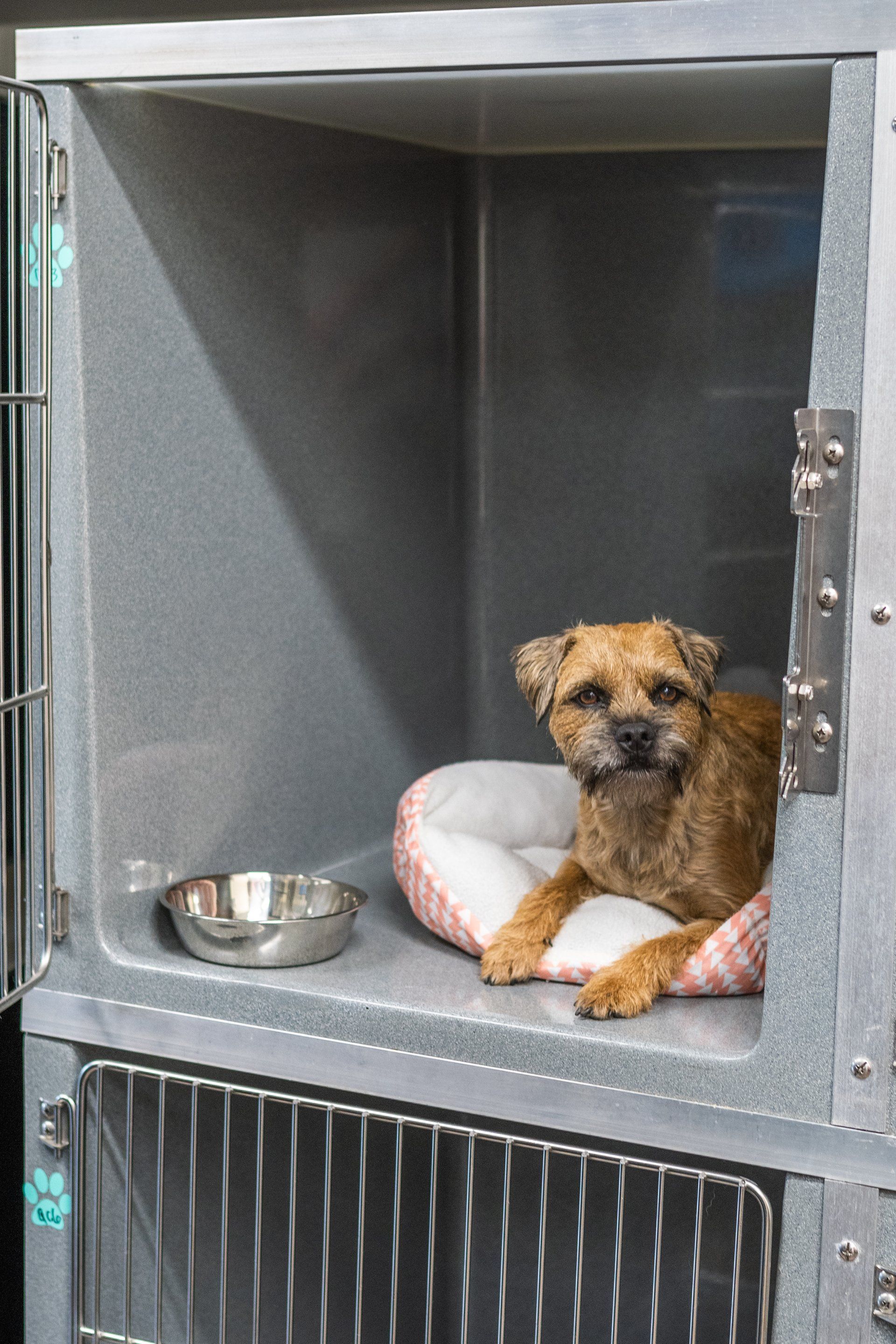 Quiet cottages for dogs